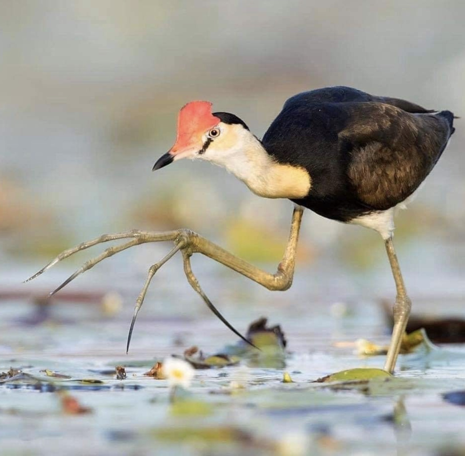 comb crested jacana